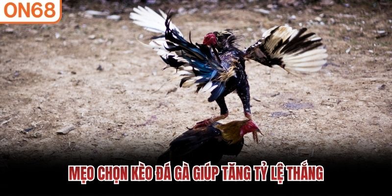 Mẹo chọn kèo đá gà giúp tăng tỷ lệ thắng