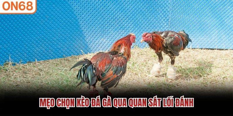 Mẹo chọn kèo đá gà qua quan sát lối đánh
